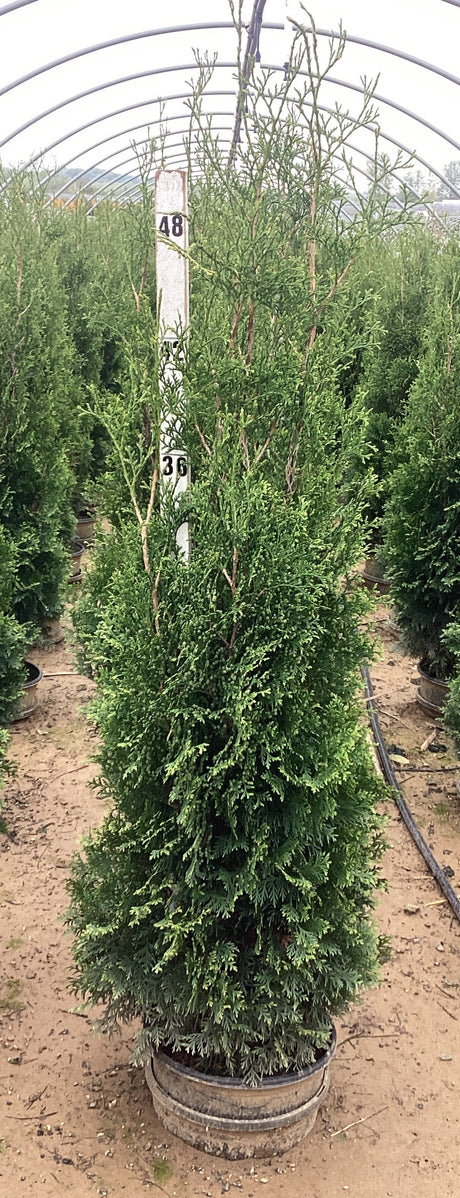 Full Speed A Hedge Thin Man Arborvitae in a 3-gallon container, narrow upright form ideal for privacy screens, photographed in nursery hoop house with height marker