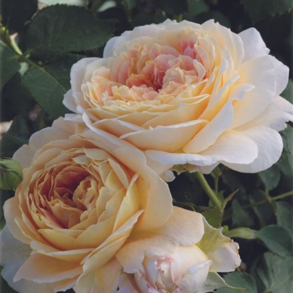 Fun in the Sun&trade; Grandiflora Rose