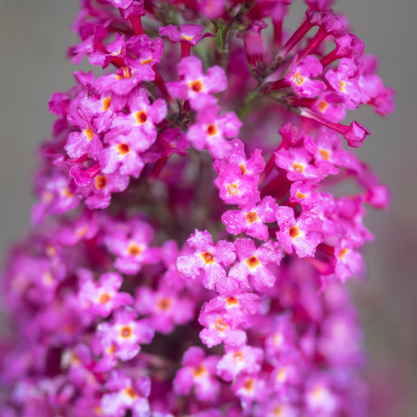 Close-up of vivid pink Buddleia butterfly bush flower spike with small orange-centered blooms in full bloom.