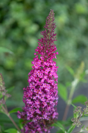 Funky Fuchsia Butterfly Bush displaying a dense, cone-shaped spike of vivid magenta blooms against a soft green background.
