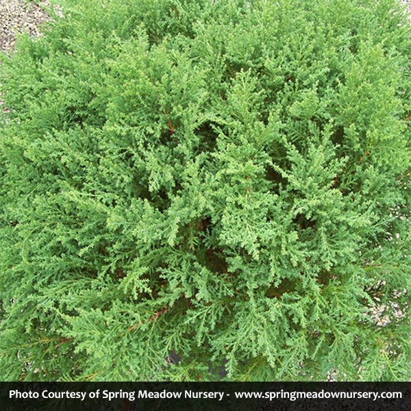 Fuzzball? Siberian Carpet Cypress