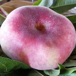 Galaxy Donut Peach Tree - Nature Hills Nursery - 3 - 4 Feet Bareroot Standard Height - 