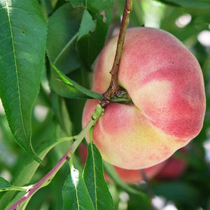 Galaxy Donut Peach Tree - Nature Hills Nursery - 3 - 4 Feet Bareroot Standard Height - 