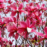 Galaxy Magnolia Tree - Nature Hills Nursery - #2 Container 2 - 3 Feet - 