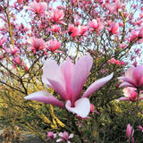 Galaxy Magnolia Tree - Nature Hills Nursery - #2 Container 2 - 3 Feet - 