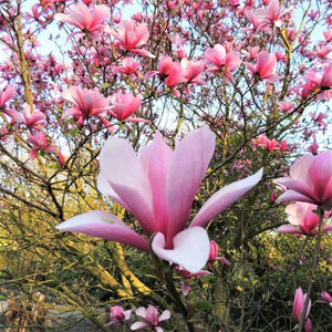 Galaxy Magnolia Tree - Nature Hills Nursery - #2 Container 2 - 3 Feet - 
