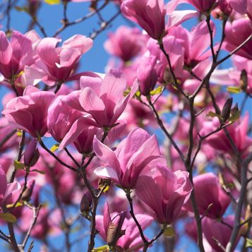 Galaxy Magnolia Tree - Nature Hills Nursery - #2 Container 2 - 3 Feet - 