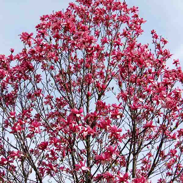 Galaxy Magnolia Tree - Nature Hills Nursery - #2 Container 2 - 3 Feet - 