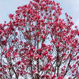 Galaxy Magnolia Tree - Nature Hills Nursery - #2 Container 2 - 3 Feet - 