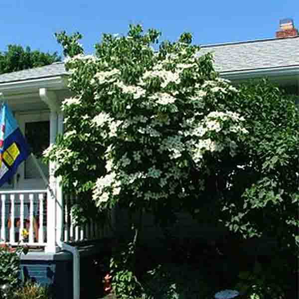 Galilean&reg; Chinese Dogwood Tree - Nature Hills Nursery - #5 Container - 
