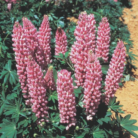 Gallery Pink Lupine Full Bloom