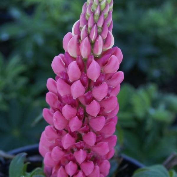 Gallery Pink Lupine Up Close