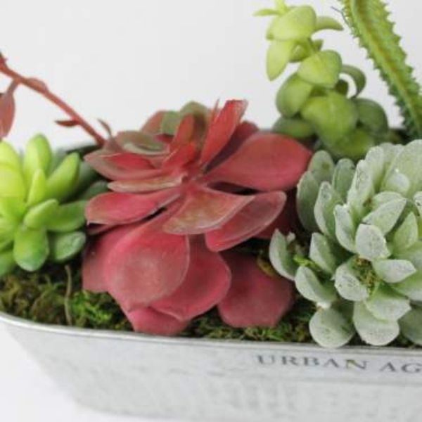Galvanized Succulent - Nature Hills Nursery - Gift Set - 