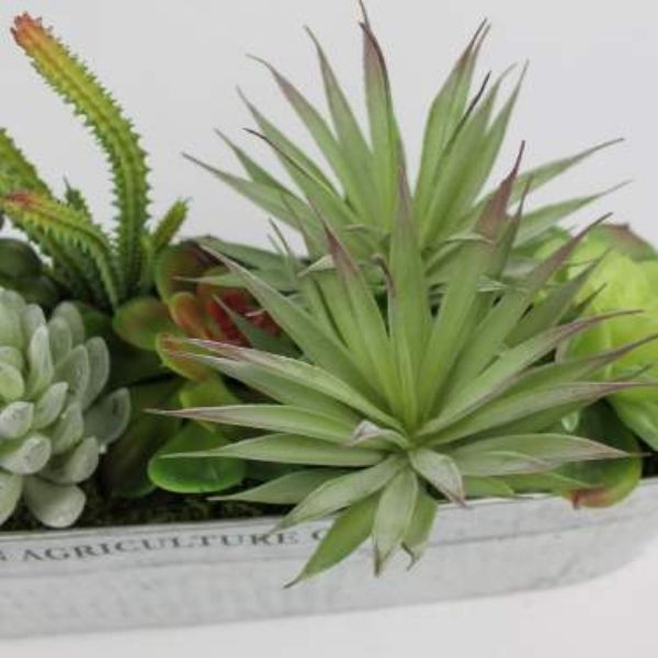 Galvanized Succulent - Nature Hills Nursery - Gift Set - 