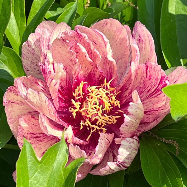 Garden Candy™ All That Jazz™ Itoh Peony - Perennial - Nature Hills Nursery - 2 Container - 
