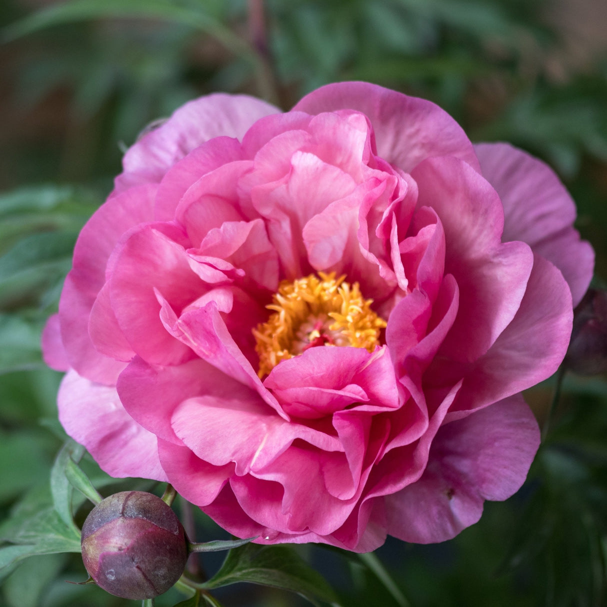 Close-up of a fully open Double Bubble Pink Itoh Peony bloom with layered magenta petals and golden stamens.