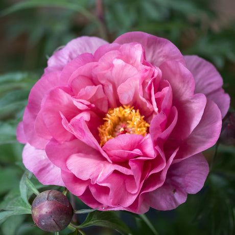 Close-up of a fully open Double Bubble Pink Itoh Peony bloom with layered magenta petals and golden stamens.