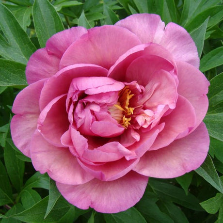 Garden Candy™ Double Bubble Pink™ Itoh Peony - Perennial - Nature Hills Nursery - 2 Container - 