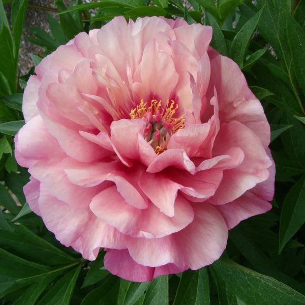 Garden Candy™ Double Bubble Pink™ Itoh Peony - Perennial - Nature Hills Nursery - 2 Container - 