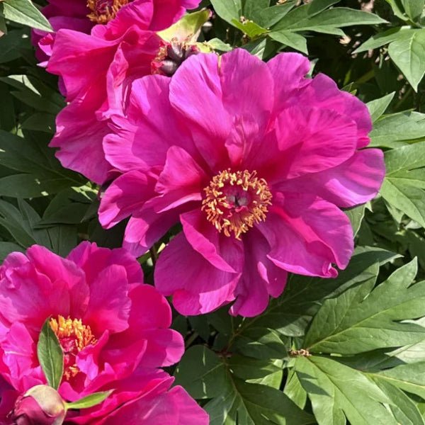 Garden Candy™ Evie Jane Itoh Peony - Perennial - Nature Hills Nursery - 2 Container - 
