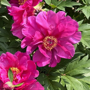 Garden Candy™ Evie Jane Itoh Peony - Perennial - Nature Hills Nursery - 2 Container - 