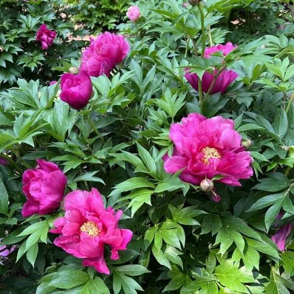 Garden Candy™ Evie Jane Itoh Peony - Perennial - Nature Hills Nursery - 2 Container - 