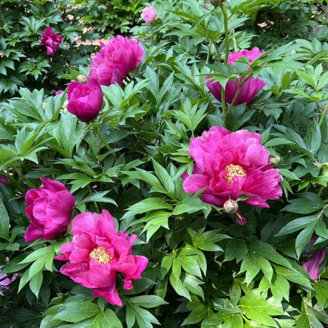 Garden Candy™ Evie Jane Itoh Peony - Perennial - Nature Hills Nursery - 2 Container - 