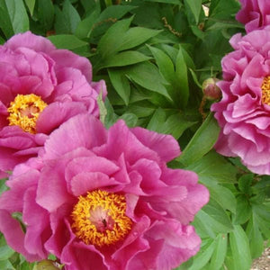 Garden Candy™ Evie Jane Itoh Peony - Perennial - Nature Hills Nursery - 2 Container - 