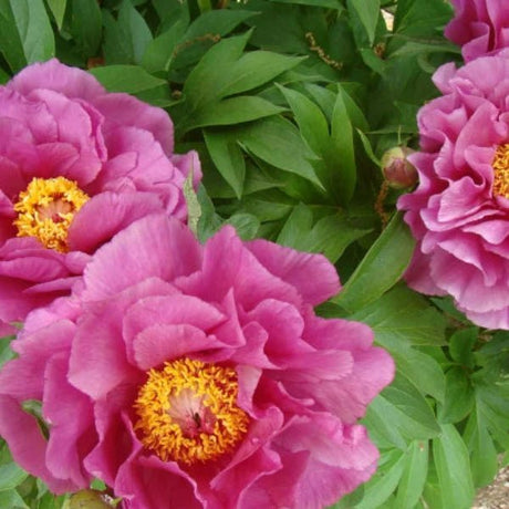 Garden Candy™ Evie Jane Itoh Peony - Perennial - Nature Hills Nursery - 2 Container - 