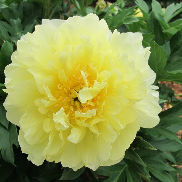 Close-up of yellow paeonia flowers on Garden Candy™ Pineapple Fizz™ Itoh Peony blooming in late spring.