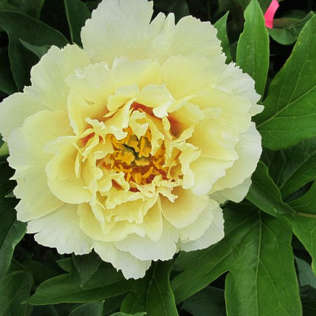 Perennial foliage of Garden Candy™ Pineapple Fizz™ Itoh Peony (Paeonia x 'Smithopus4') in a garden setting.