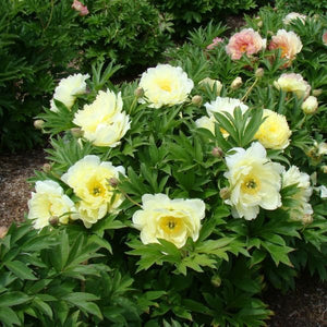 Garden Candy™ Pineapple Fizz™ Itoh Peony (Paeonia x 'Smithopus4') growing in a garden landscape, showing mature perennial form.