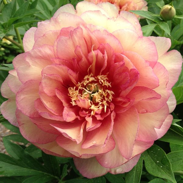 Garden Candy™ Simply Scrumptious™ Itoh Peony | Buy at NatureHills.com