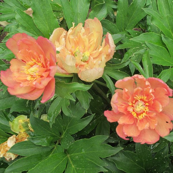 Garden Candy™ Summer Sunset Itoh Peony Blooms