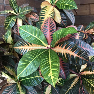 Garden Croton - Nature Hills Nursery - 4 Inch Container - 