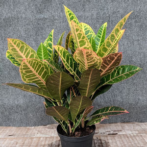 Garden Croton - Nature Hills Nursery - 4 Inch Container - 