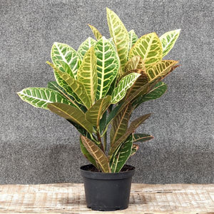 Garden Croton - Nature Hills Nursery - 4 Inch Container - 
