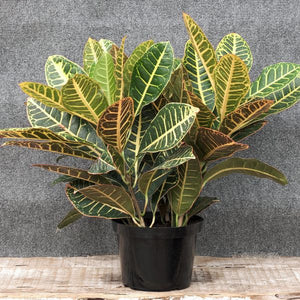 Garden Croton - Nature Hills Nursery - 4 Inch Container - 