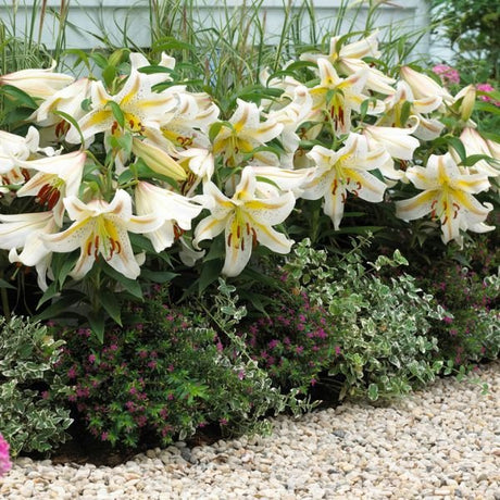 Garden Party Asiatic Lily - Nature Hills Nursery - 7 Pack Bulbs - 