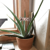 Garden Plant Markers 40 Pack - Nature Hills Nursery - Copper - 