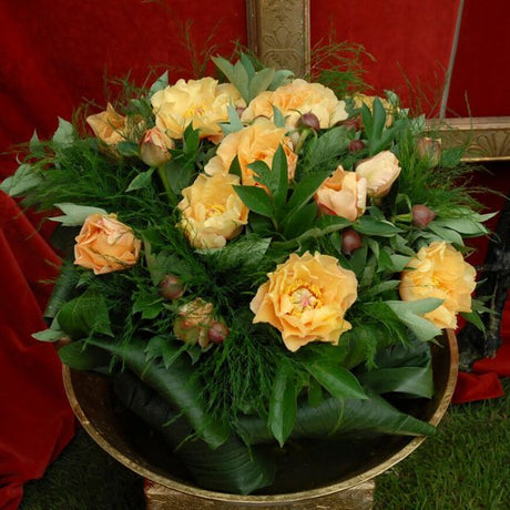 Garden Treasure Peony - Nature Hills Nursery - Bare Root Peony - 