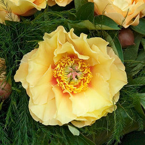 Garden Treasure Peony - Nature Hills Nursery - Bare Root Peony - 