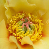 Garden Treasure Peony