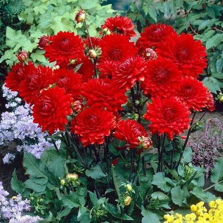 Garden Wonder Dahlia - Nature Hills Nursery - 5 Pack Bulbs - 