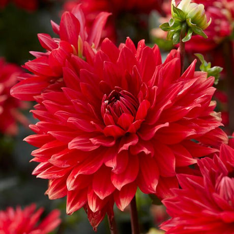 Garden Wonder Dahlia - Nature Hills Nursery - 5 Pack Bulbs - 