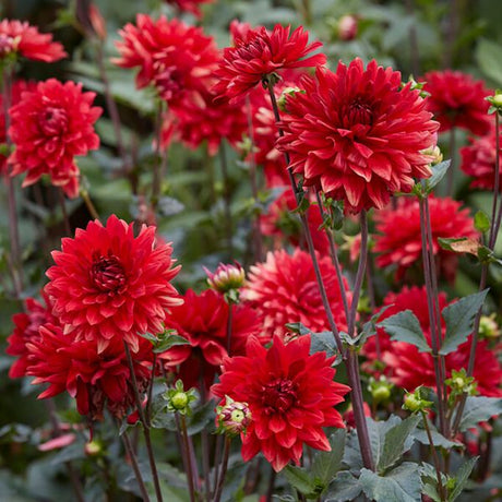 Garden Wonder Dahlia - Nature Hills Nursery - 5 Pack Bulbs - 