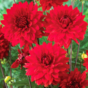 Garden Wonder Dahlia - Nature Hills Nursery - 5 Pack Bulbs - 