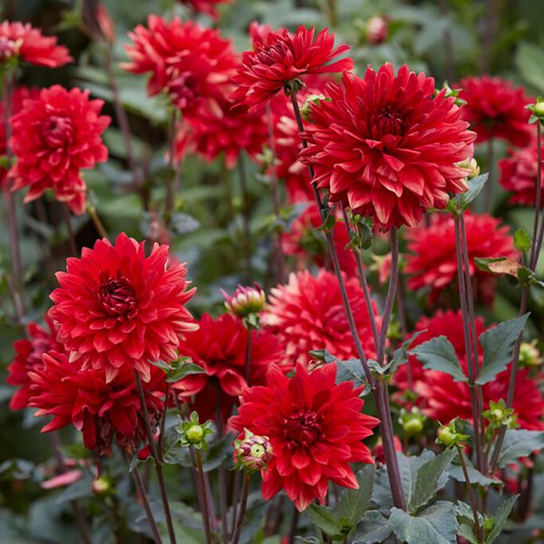 Garden Wonder Dahlia - Perennial - Nature Hills Nursery - 5 Pack Bulbs - 