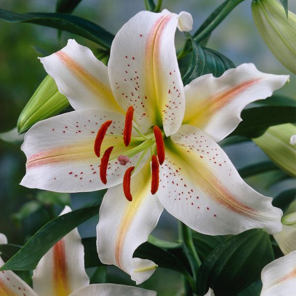 Garden Party Asiatic Lily Up Close Bloom