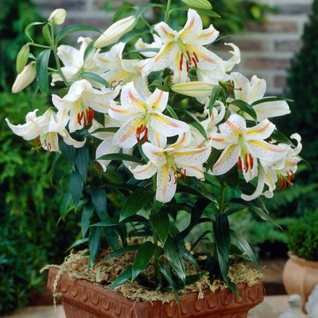 Garden Party Asiatic Lily In Pot